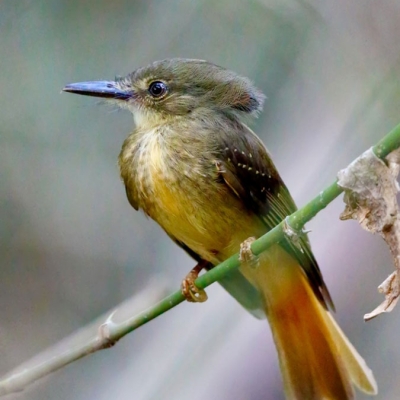 Bird sits on branch