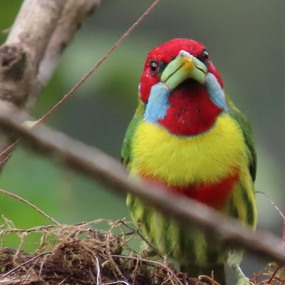 Close-up of a perched Versicolored Barbet.