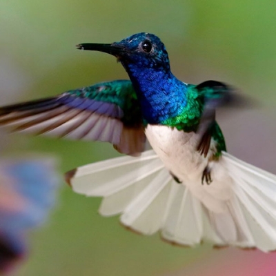Small hummingbird flies near flower