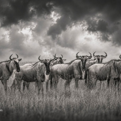 Herd of wildebeests in grass