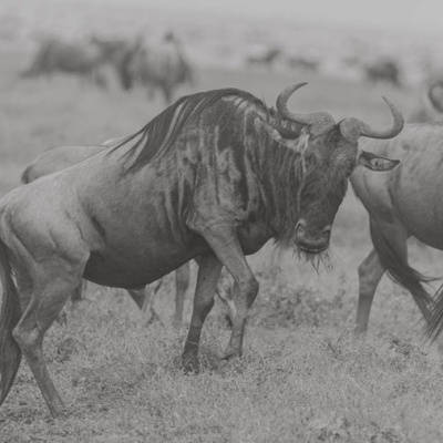 Herd of wildebeest with one looking at the camera