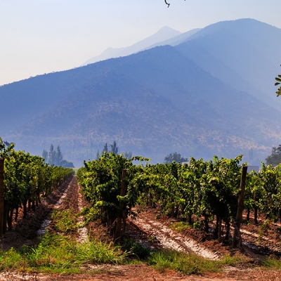 Rows of vines under open sky 