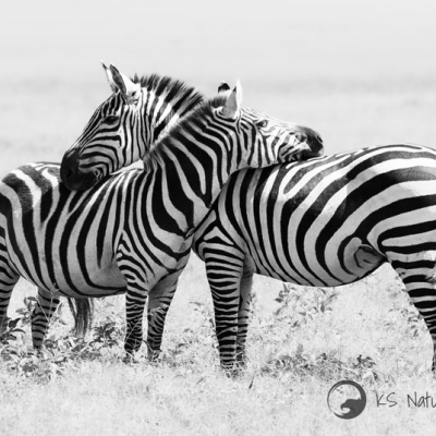Two zebras intertwining their heads 