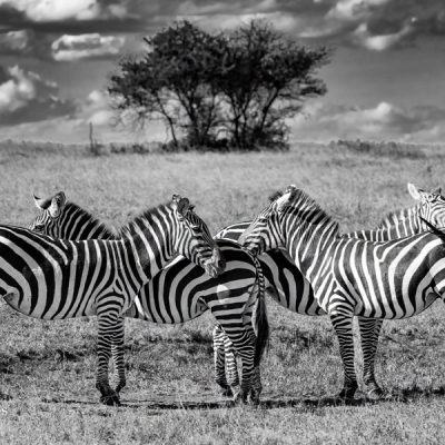 Zebra herd in grass