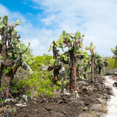 Opuntia cacti in the Galápagos Islands