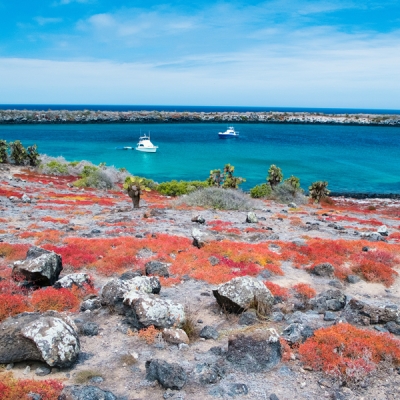 Views of Red Sesuvium in South Plaza Island in the Galápagos