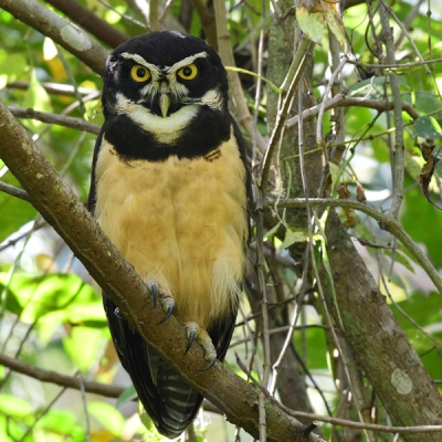 Spectacled Owl perched on a branch
