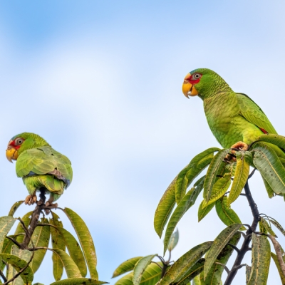 White-fronted Amazons perched on branches