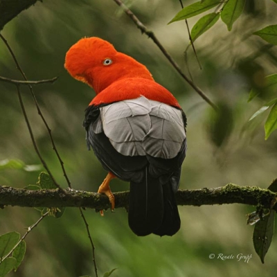 An Andean Cock-of-the-rock perches on a branch