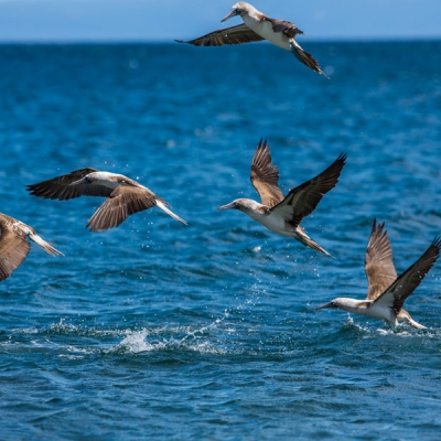 Five Blue-footed Boobies fly just above the ocean surface