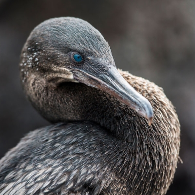 Close-up of a Flightless Cormorant