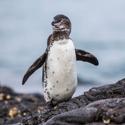 Galápagos Penguin standing on lava rocks