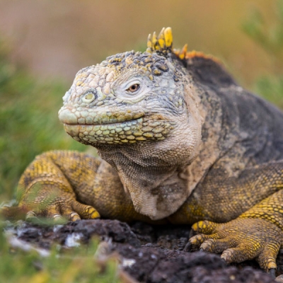 Front view of a land iguana on rock, framed by vegetation