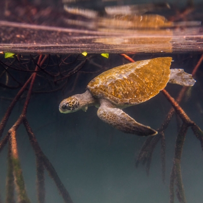 Underwater view of a sea turtle swimming among mangrove roots