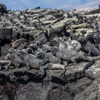 Large numbers of marine iguanas cluster together on a rocky overhang