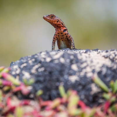 A lava lizard sits on top of a rock with colorful vegetation in the foreground