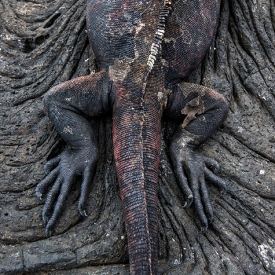 Overhead view of a marine iguana tail and hind legs against lava rock