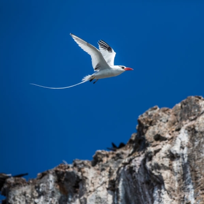 A Red-billed Tropicbird with long tail flying over a rocky cliff