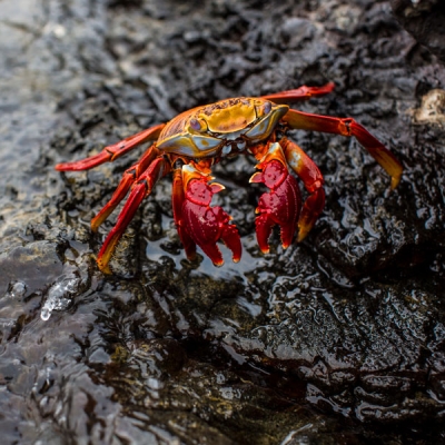 A Sally Lightfoot crab in a tidepool