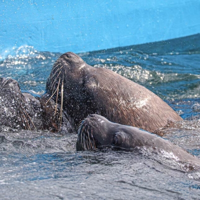 Three sea lion heads break the surface of the water.