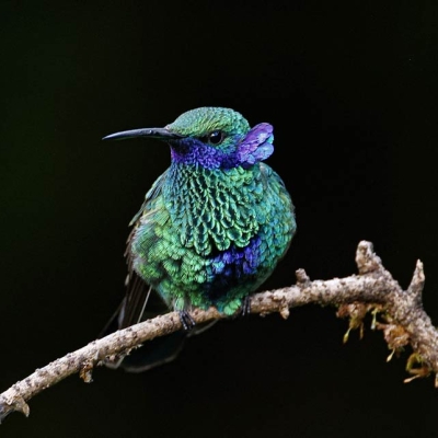 A Sparkling Violetear hummingbird perches on a twig