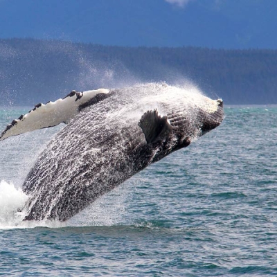 Humpback Whale breaching 