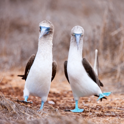 Couple of Blue-footed Boobies in the Galápagos Islands