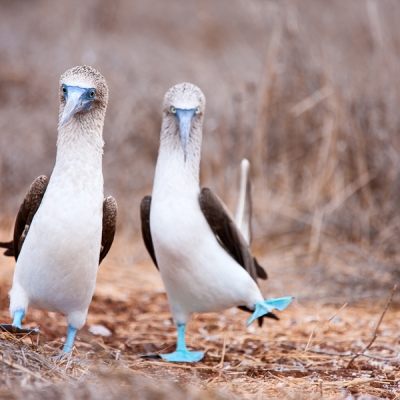 Couple of Blue-footed Boobies in the Galápagos Islands
