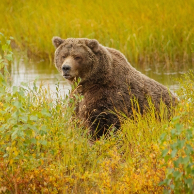 Brown Bear among the foliage