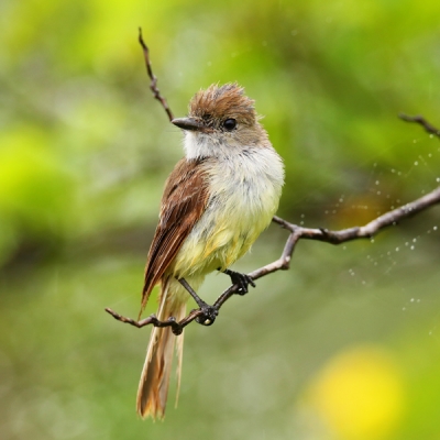 Galápagos Flycatcher perched on a branch