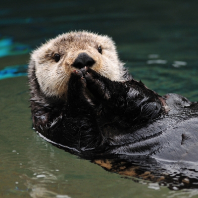 Sea otter swimming