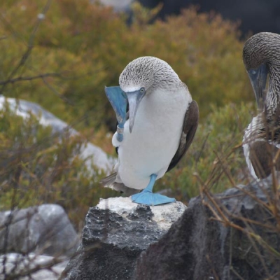 two birds with bright blue feet standing on rocks