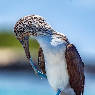 Blue-footed Booby in the Galápagos Islands