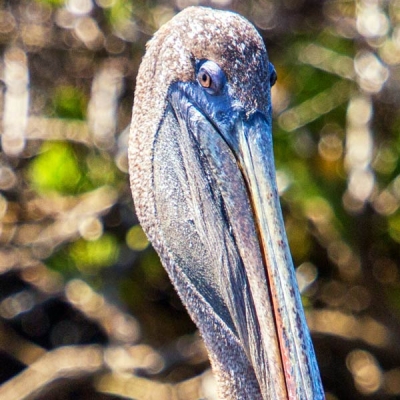 Brown Pelican in the Galápagos Islands