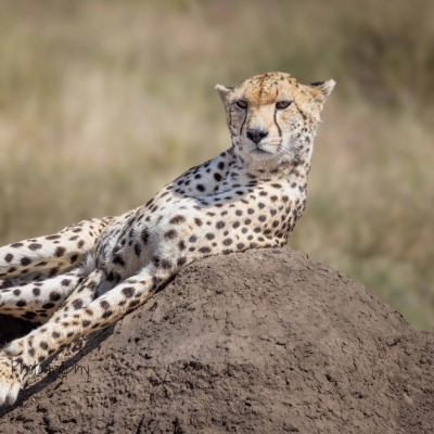 A cheetah lies on a dirt mound.
