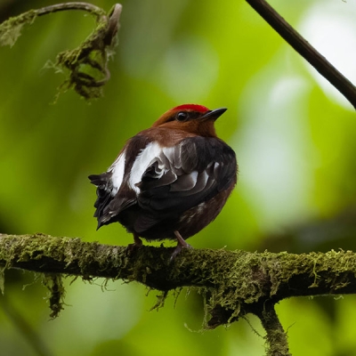 A Club-winged Manakin perched on a branch.