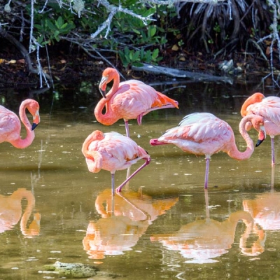 Galápagos Flamingos on the water