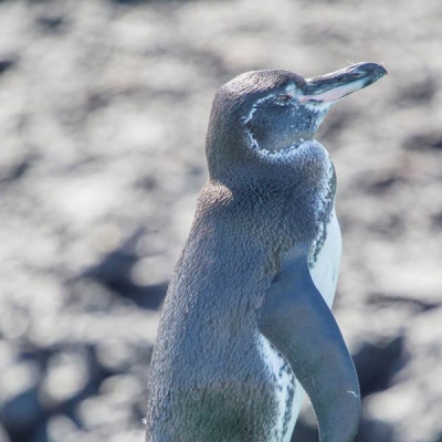 Galápagos Penguin on a rock