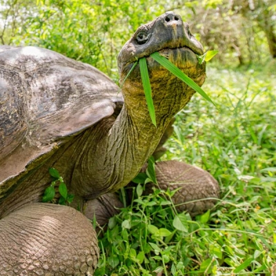 Galápagos giant tortoise up close