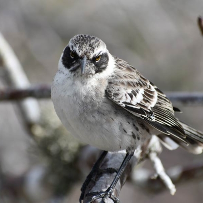 bird perched on a branch