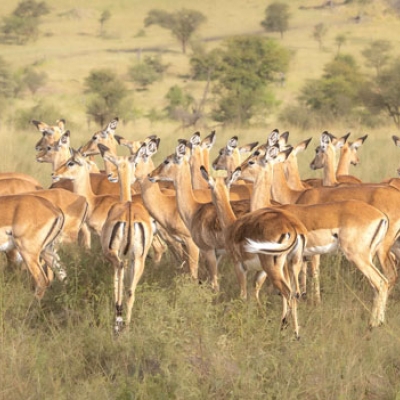 A herd of mostly female impalas stands on the savanna.