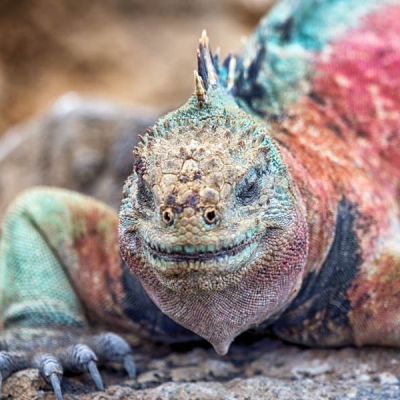 Marine iguana up close in the Galápagos Islands