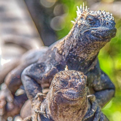 Marine iguanas up close in the Galápagos Islands