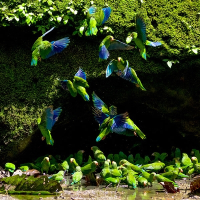 Several dozen parakeets gather at the opening of a cave