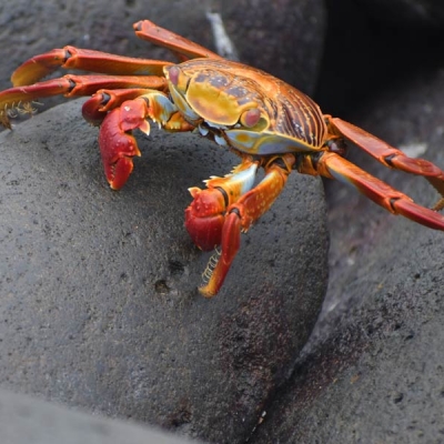 brightly colored crab crawling on a rock