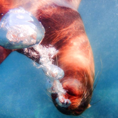 Sea lion underwater in the Galápagos Islands