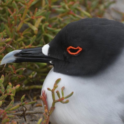 close up shot of a birds face