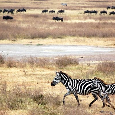 Zebras at Ngorongoro
