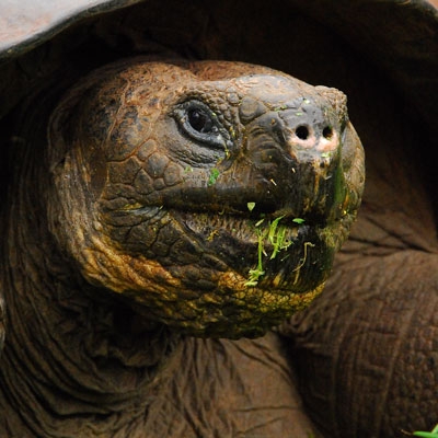 Galapagos tortoise