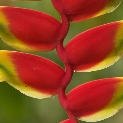 Heliconia